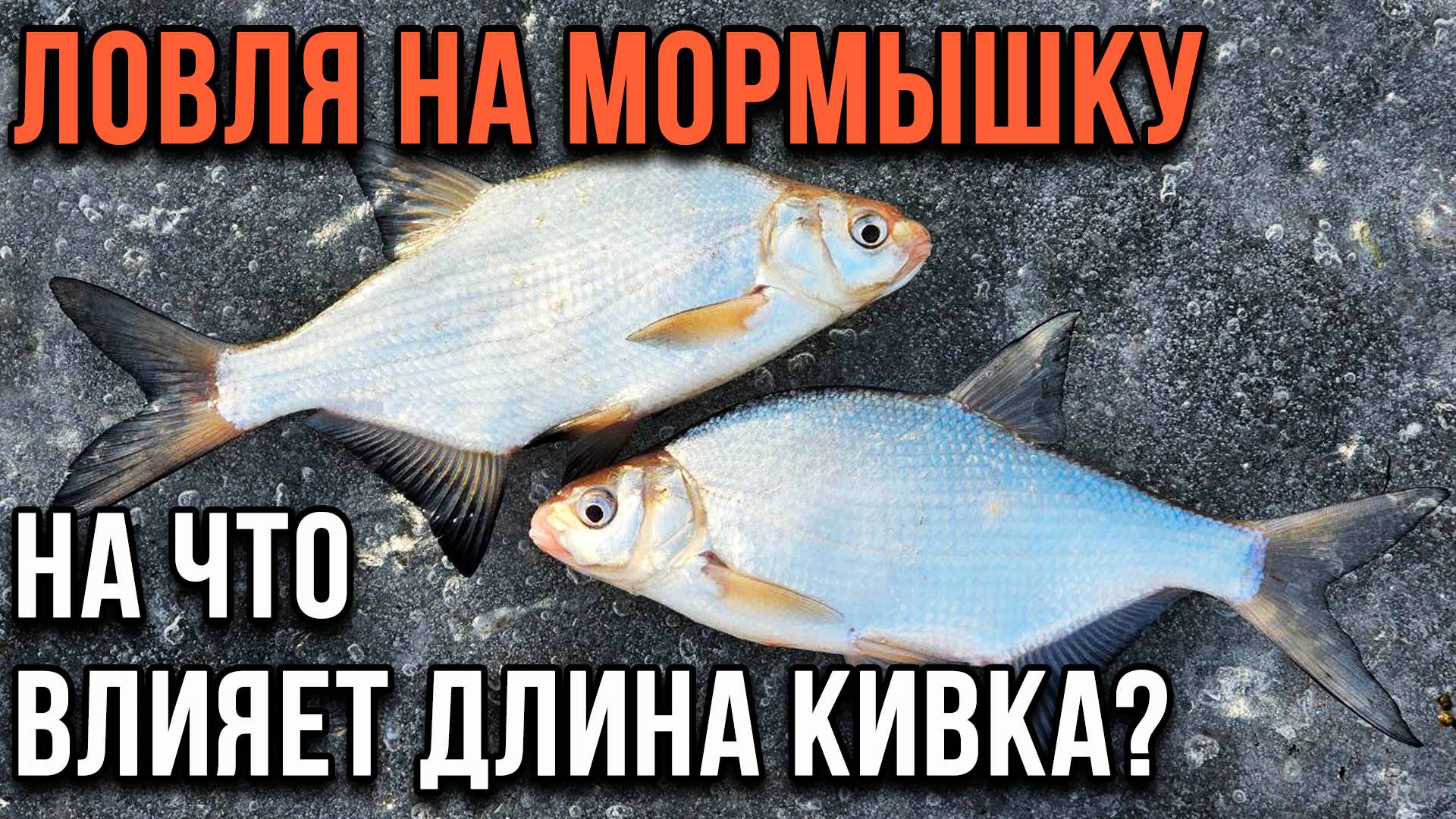 Ловля на мормышку. На что влияет длина кивка?