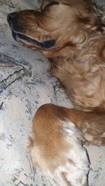 Английский спаниель Арчи ласково ждет Football Manager 2026#shorts