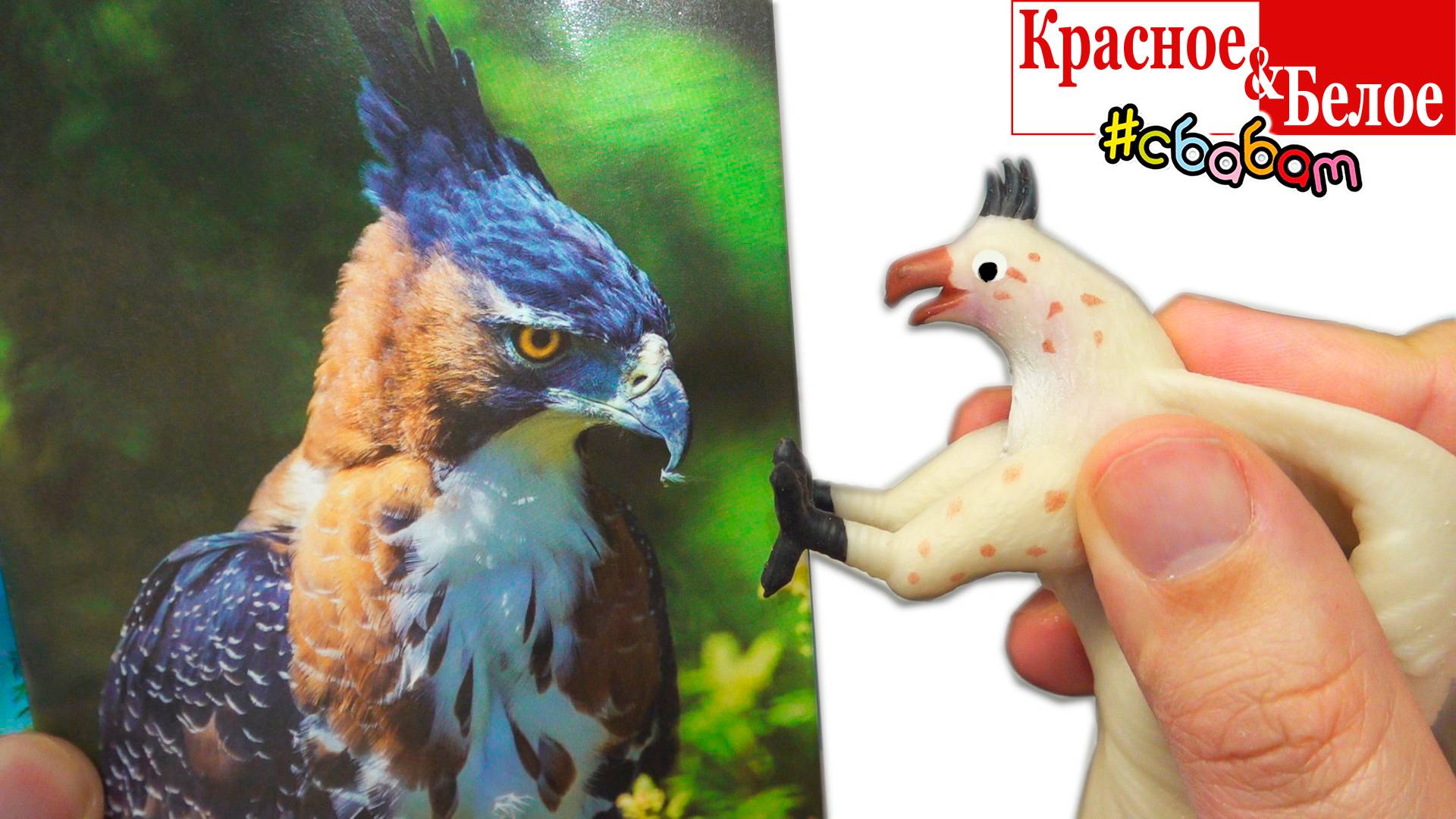 Сбабам из КБ! Повелители Неба тропический лес и Морская фауна