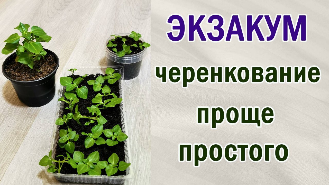 Черенкование проще простого. Экзакум из черенков. Легко и просто.