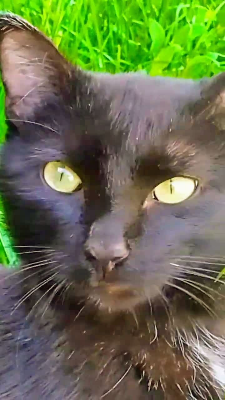 Если бы не я! 😃🙀😻 Юмор с животными.