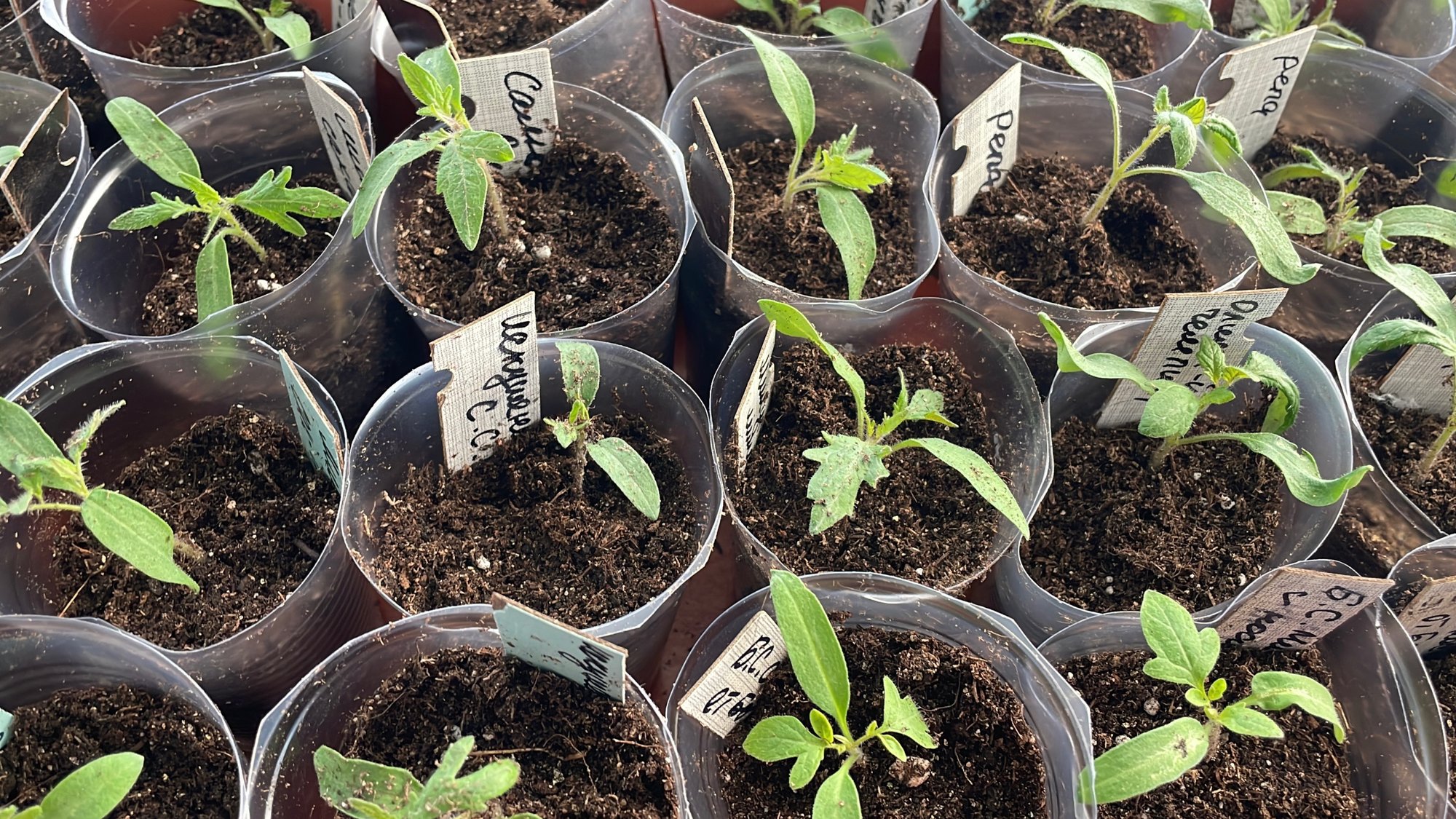 Корневая у сеянцев томатов выше всяких похвал! Пикирую томаты для теплицы или закрытого грунта.