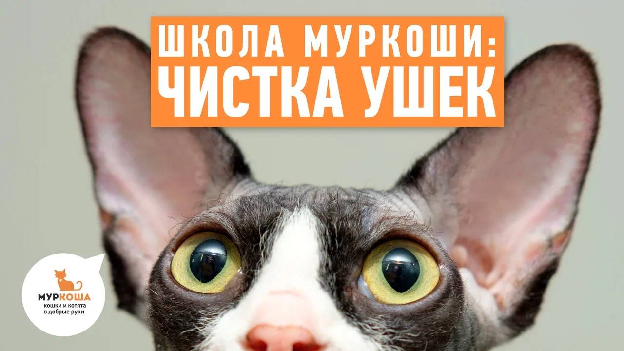 Школа  Муркоши #6. Чистка кошачьих ушек
