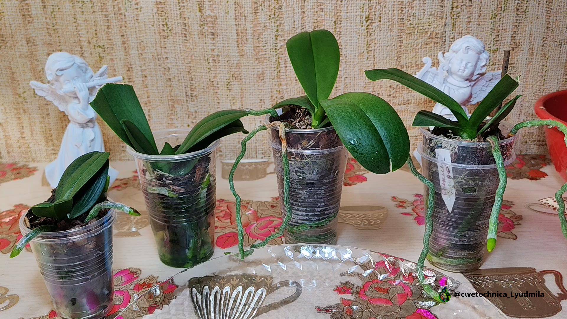 Пересадка моих диких котят