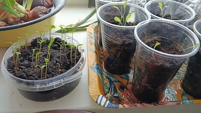 БЛОГ " огородные дела " с 13.02 по 16.03.2025г./ немного о рассаде