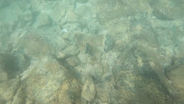 Подводный мир индийского океана. ОАЭ Khorffakan