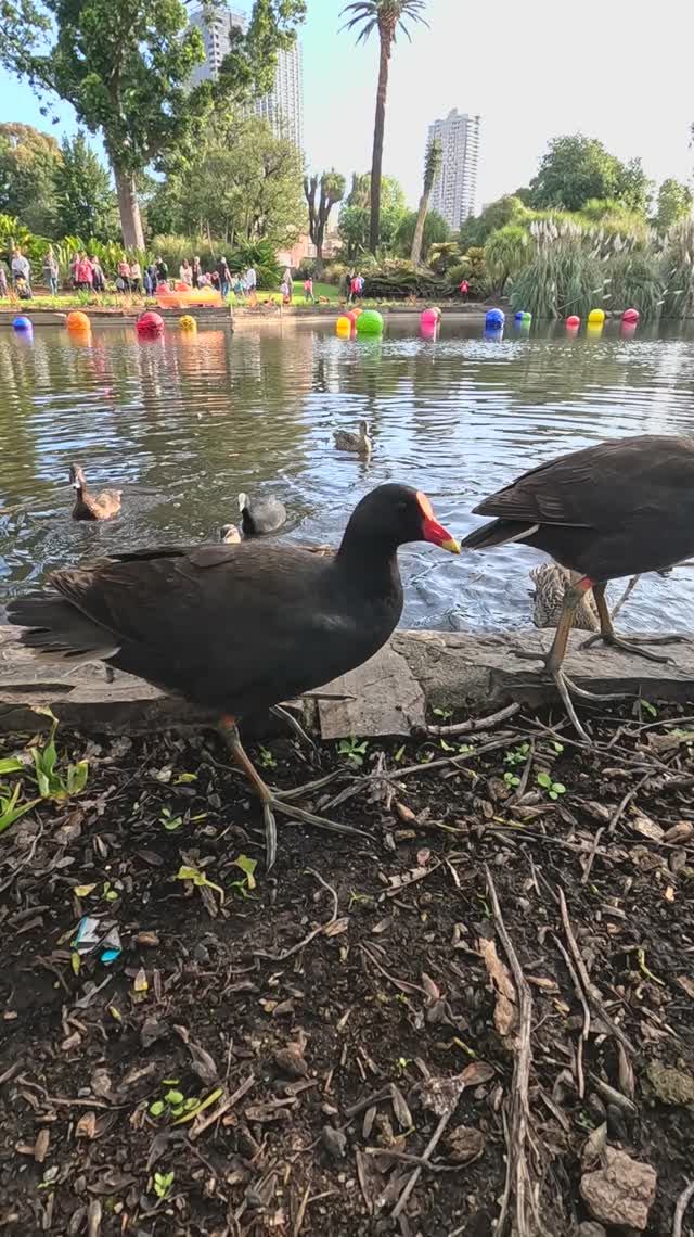 Водные птички приплыли отведать вкусняшек которые им принести посетители ботанического сада.