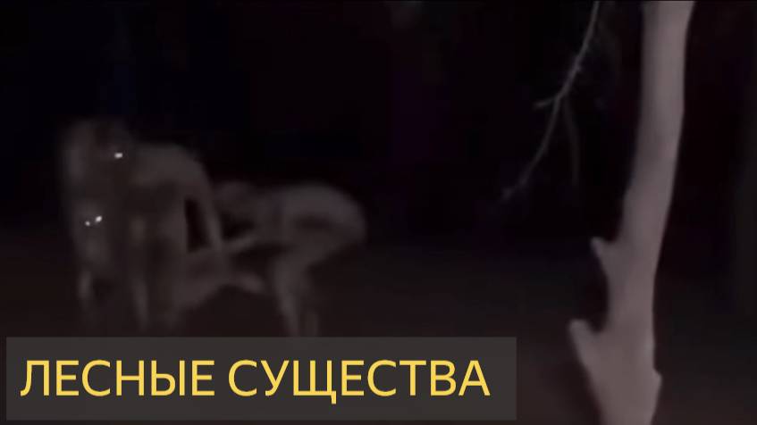Лесные существа (Странное видео)