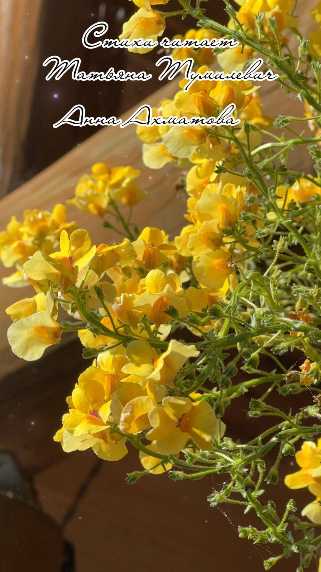 Анна Ахматова "У меня есть улыбка одна..." Стихи читает Таня Тумилевич.