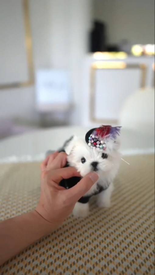 Видео животных из интернет