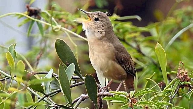 Тихая река в лесу и пение птиц для расслабления