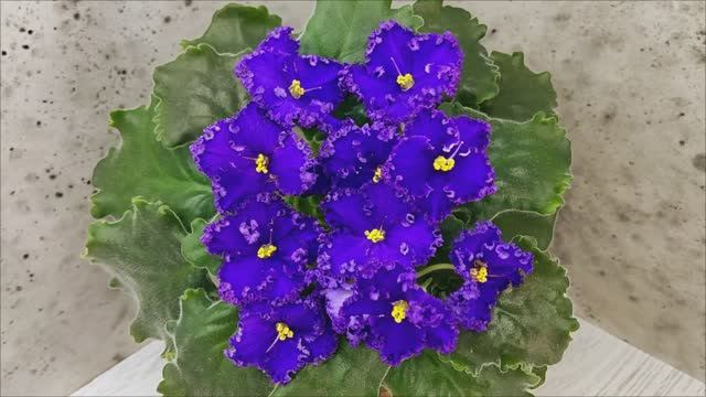 Фиалка АВ-Тысяча и Одна Ночь