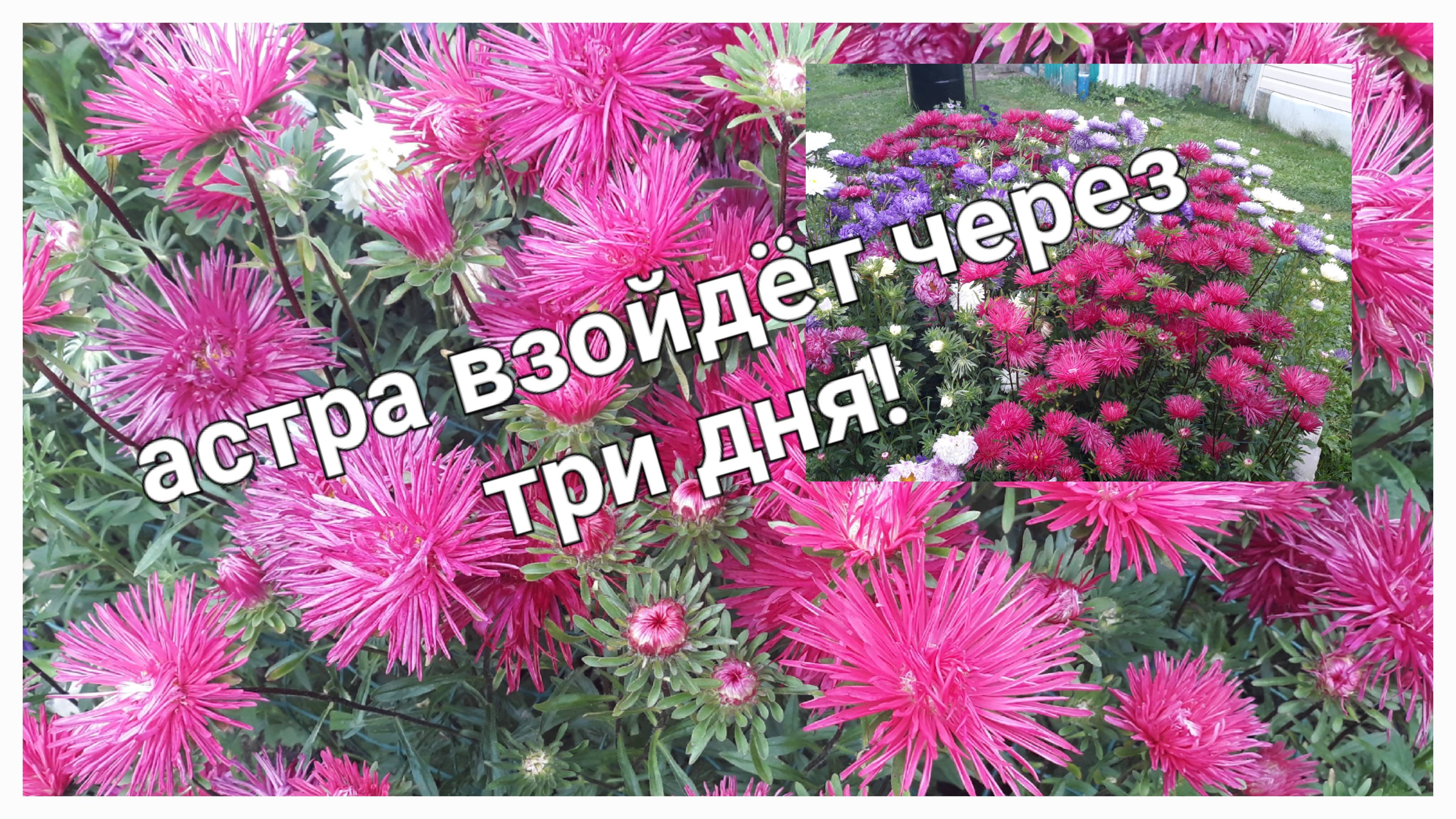 Астра взойдёт через три дня! Секретный способ быстрых всходов.