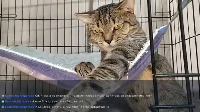 Телеканал "Муркоша". Эфир 13 ноября 2020 г.