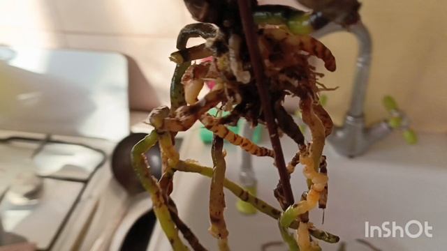 пересадка орхидеи из магазина #орхидеи #комнатныецветы #сибирь