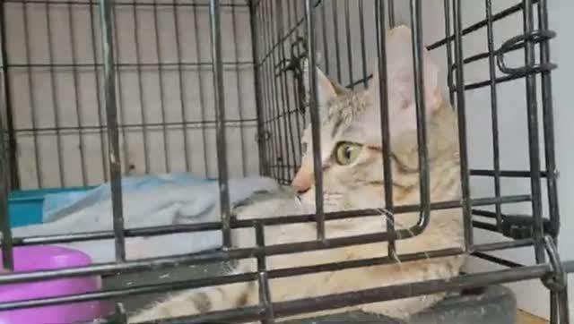 "Муркоша". Или как провести свой выходной.