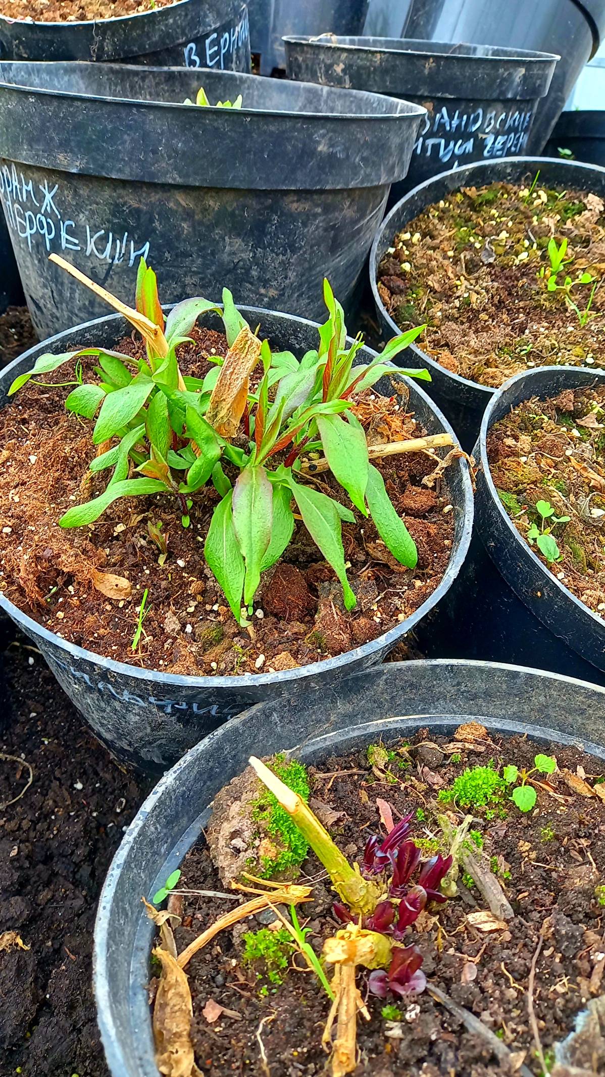 И что это за флоксы и где они растут