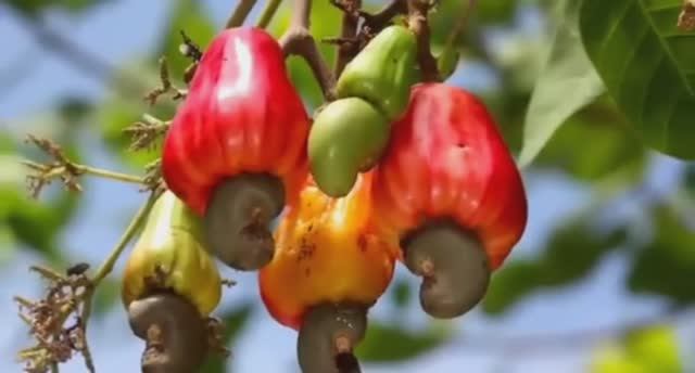 .... Как выращивают и обрабатывают Орех Кешью....