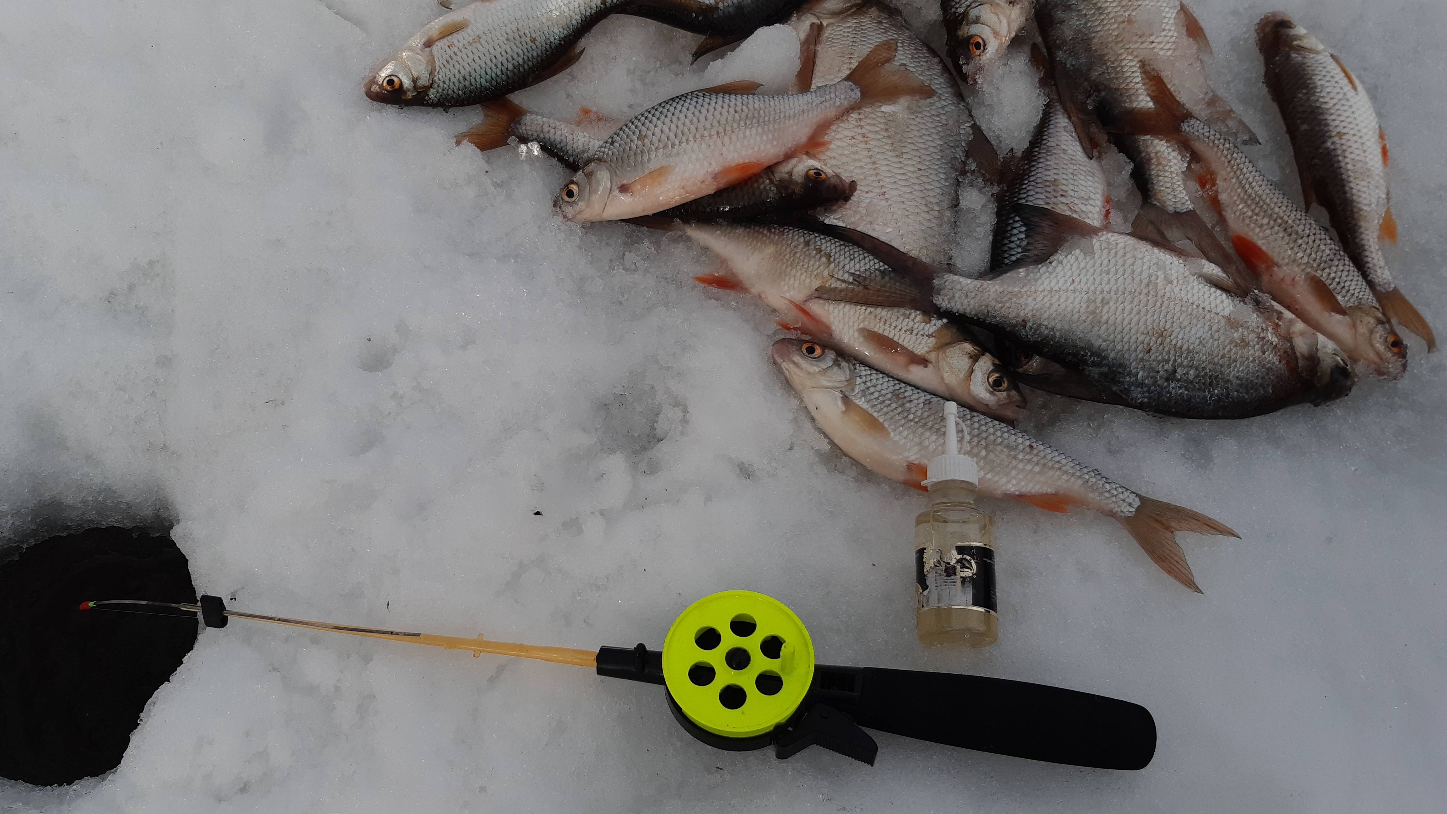 Всё о ловле леща