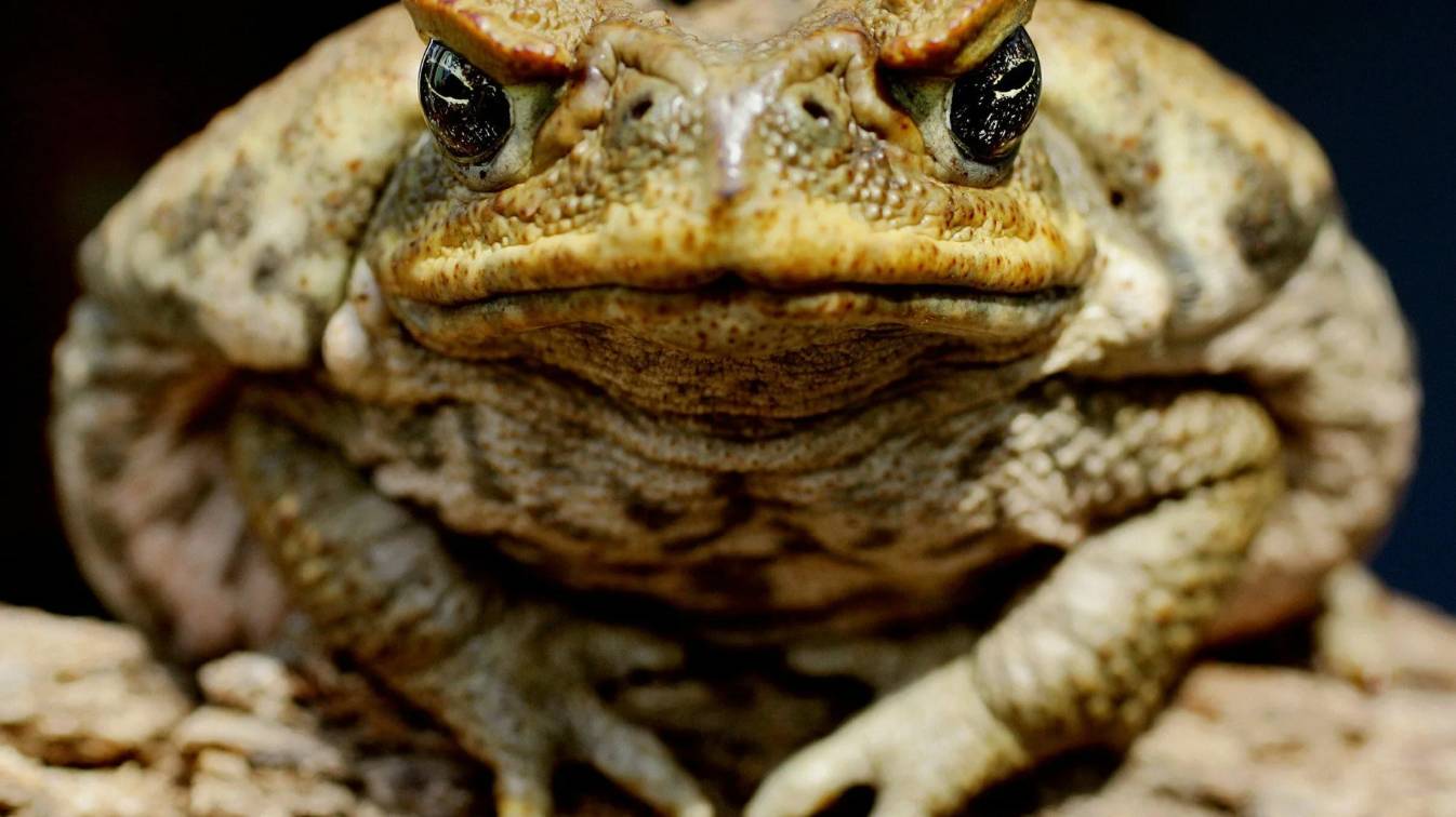 Жабы | Аудиокнига