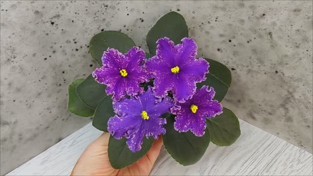 Фиалка НД-Взрывная Брюнетка