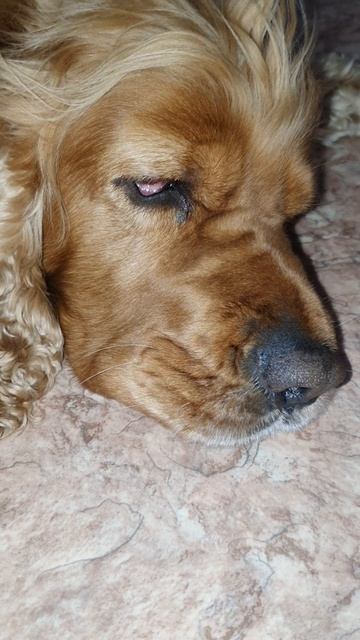 Мой любимый английский спаниель Арчи мило лежит и ждет FM26#shorts