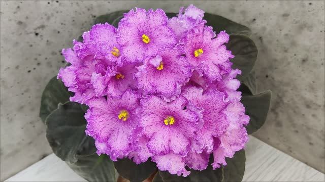 Фиалка АВ-Самый Сок