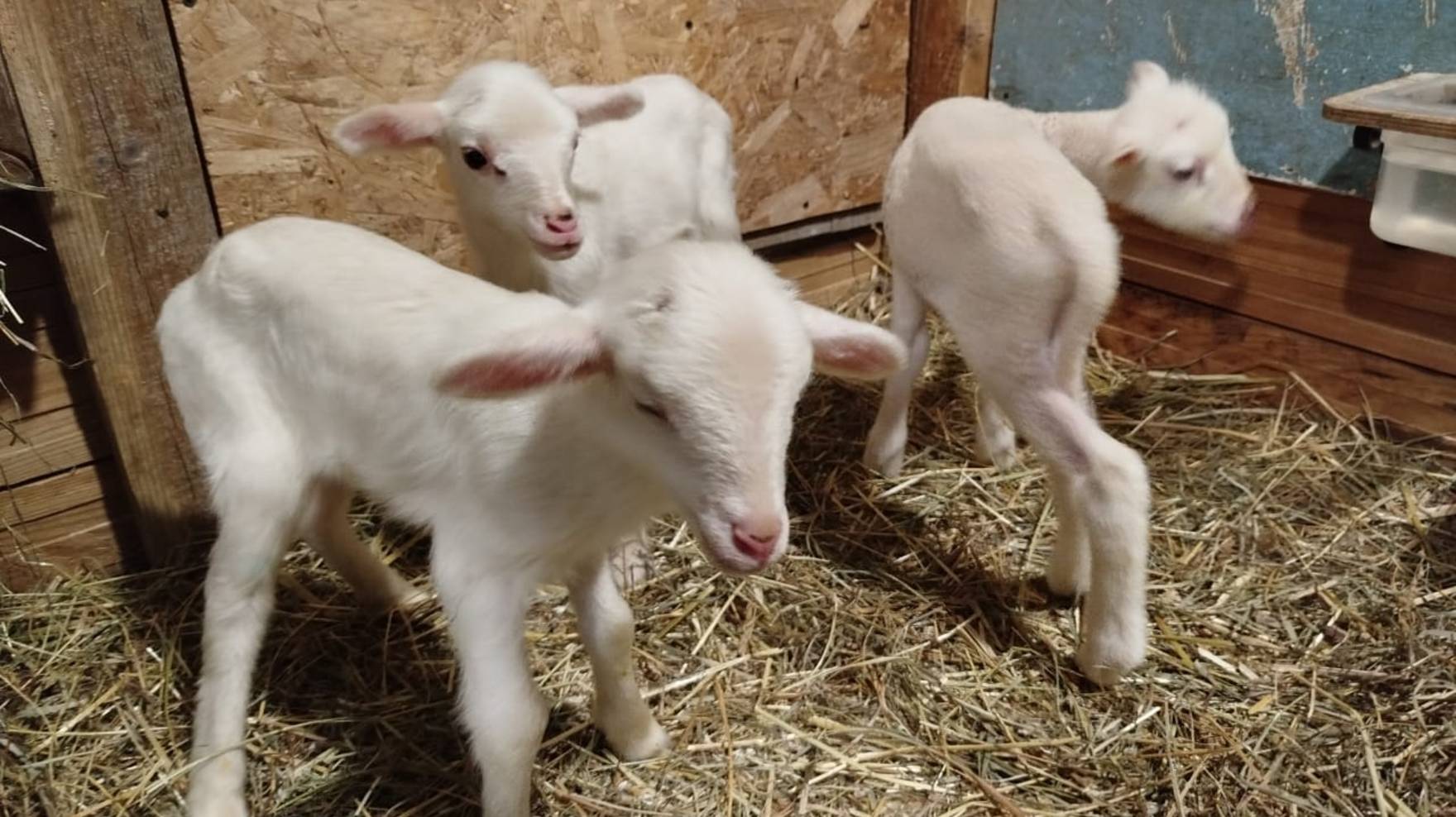 ВСЮ НОЧЬ ЯГНЯТ СПАСАЛА🤔