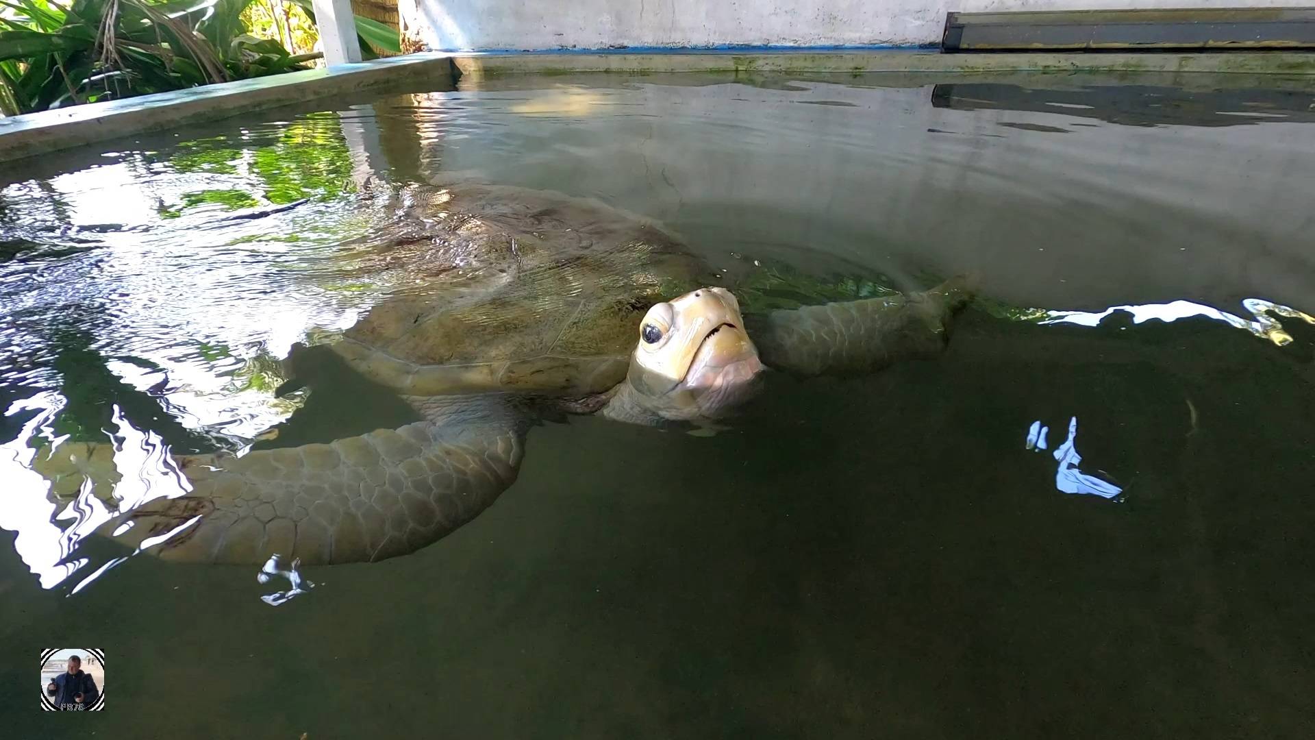 Центр морских черепах Индурува, Шри-Ланка 2025 #шриланка #морскиечерепахи #srilanka2025 #seaturtles