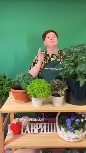 ТОМАТЫ ДЛЯ ОТКРЫТОГО ГРУНТА