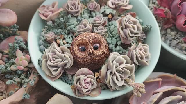 Совята из гипса для суккулентов