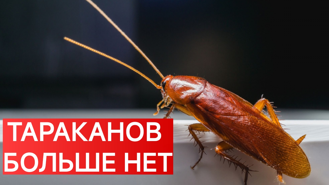КАК ВЫВЕСТИ ТАРАКАНОВ ИЗ КВАРТИРЫ? НАРОДНЫЙ СПОСОБ.
