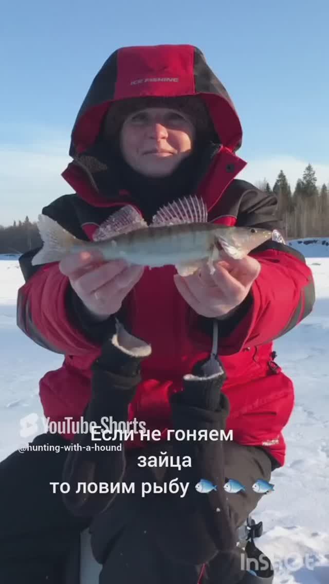 Если не гоняем зайца то ловим рыбу 🐟 🐟 🐟.#рыбалка #fishing #щука#охотасгончей #топ #hunting #tro