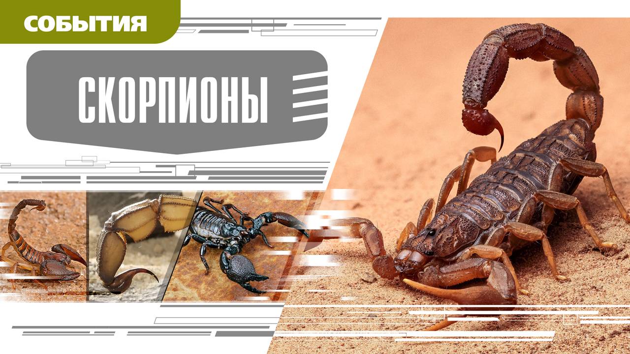 СКОРПИОНЫ. Аудиокнига. Время События Люди!