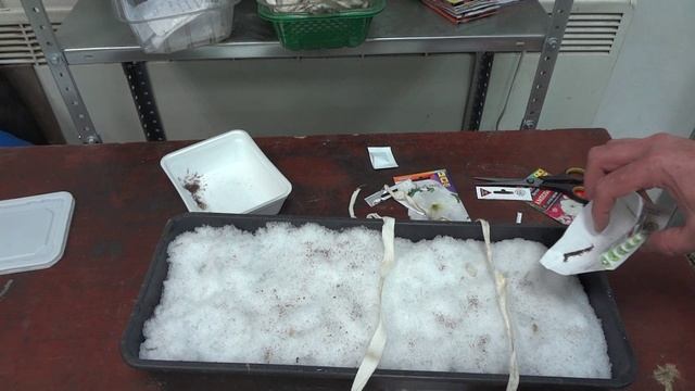 Садим Петунию в Снег