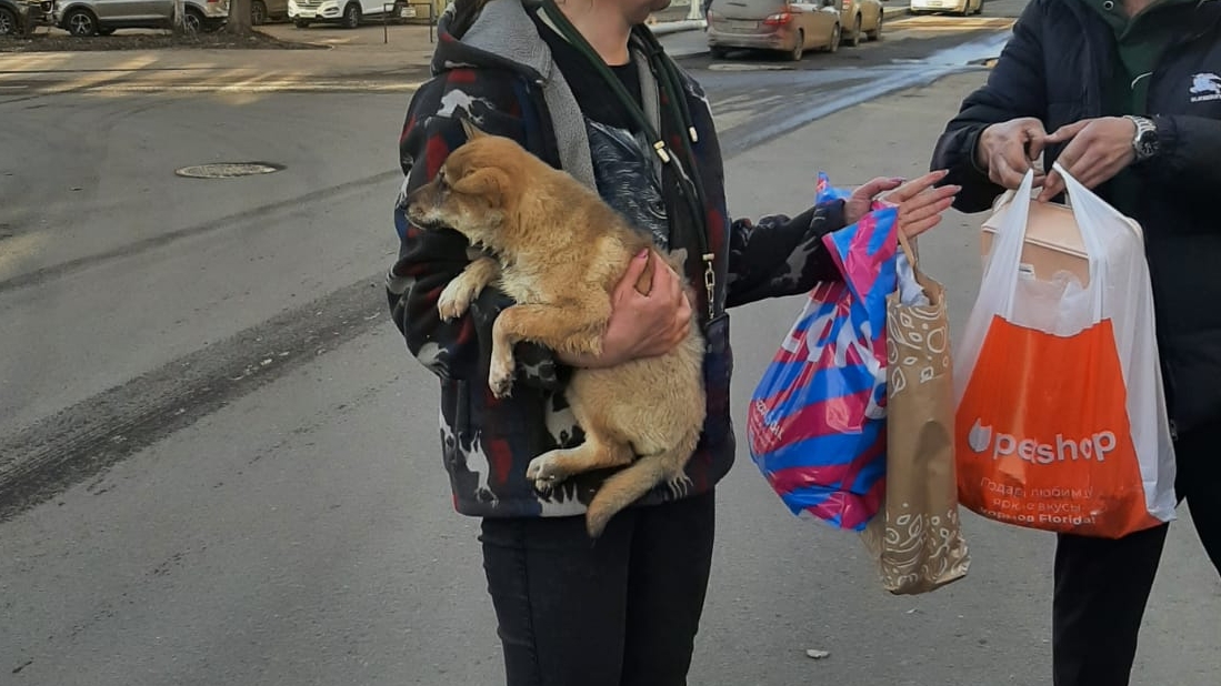 Щенок Дана уехала