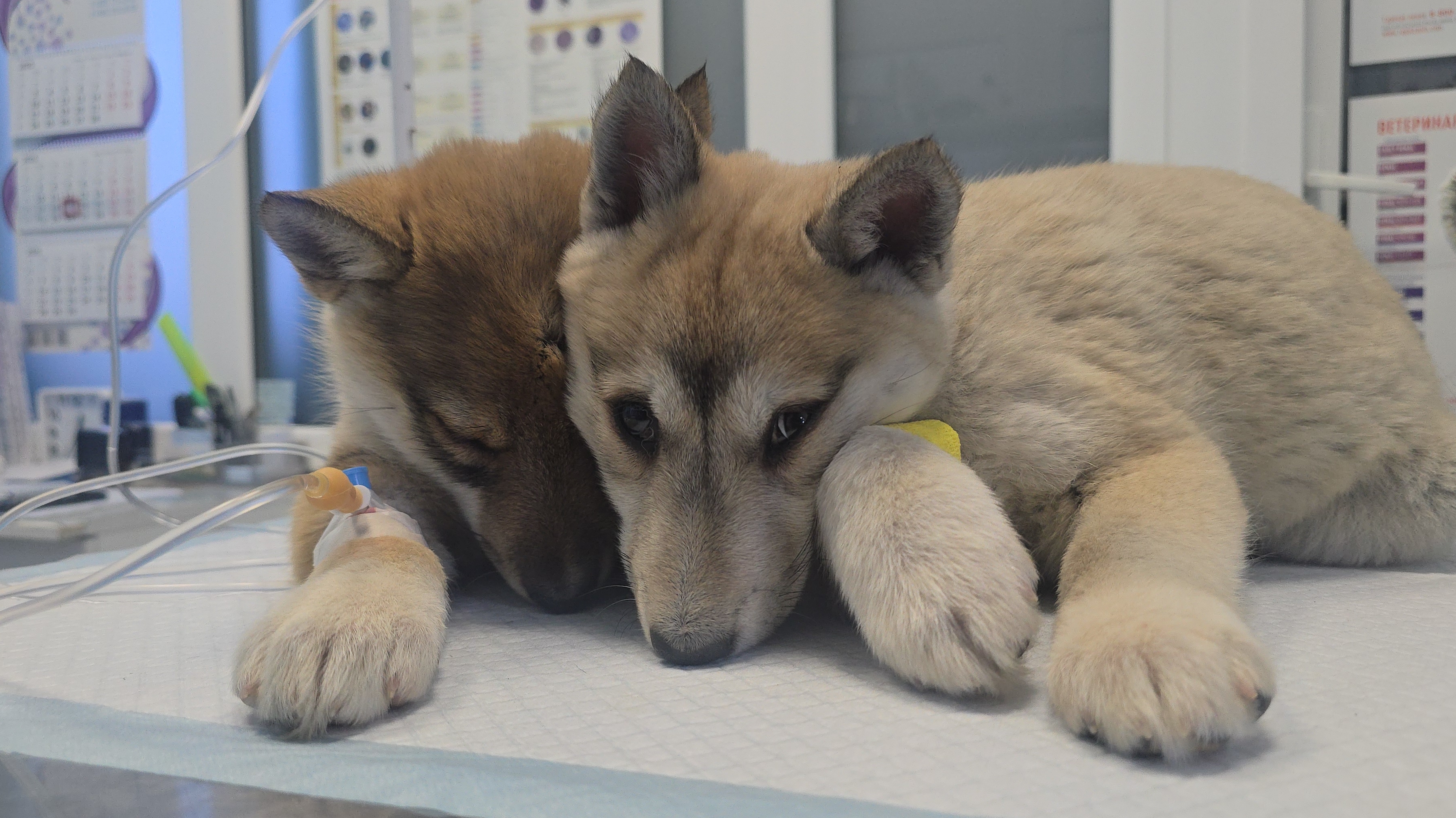 Щенки под ударом клеща