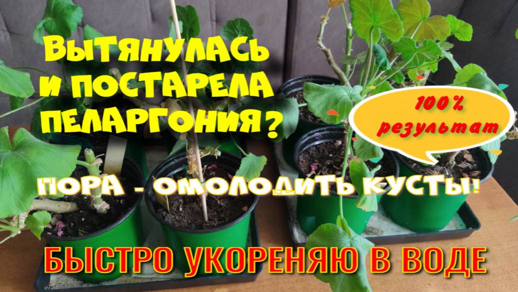 БЫСТРОЕ УКОРЕНЕНИЕ ПЕЛАРГОНИИ В ВОДЕ. 100% РЕЗУЛЬТАТ.