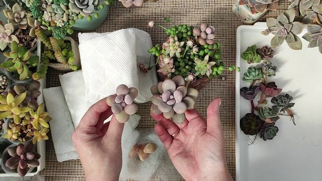 Распаковка посылки с суккулентами из Крыма