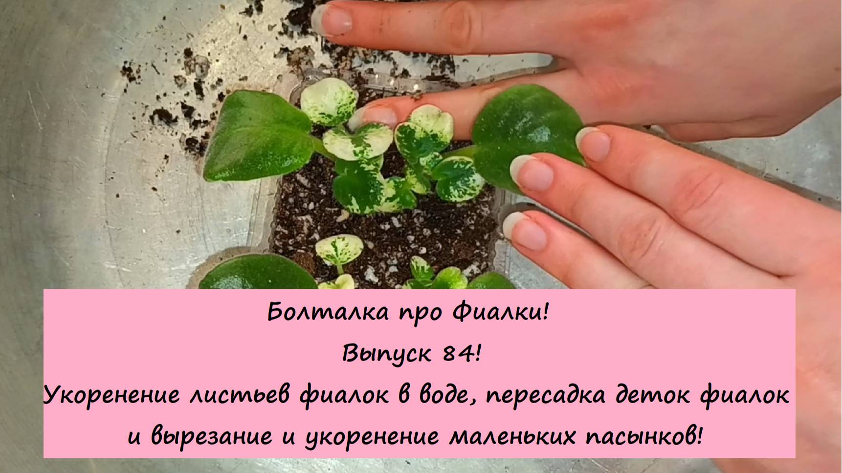Болталка про Фиалки! Выпуск 84! Укоренение листьев фиалок в воде, пересадка деток фиалок!