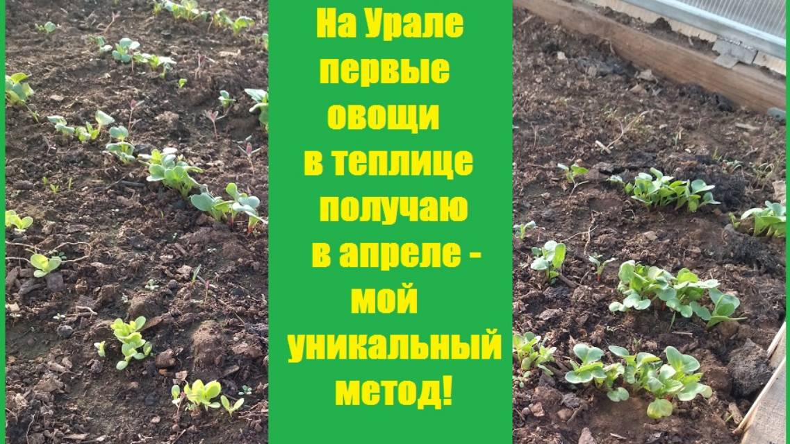 Мой уникальный метод получения ранних овощей под снегом!