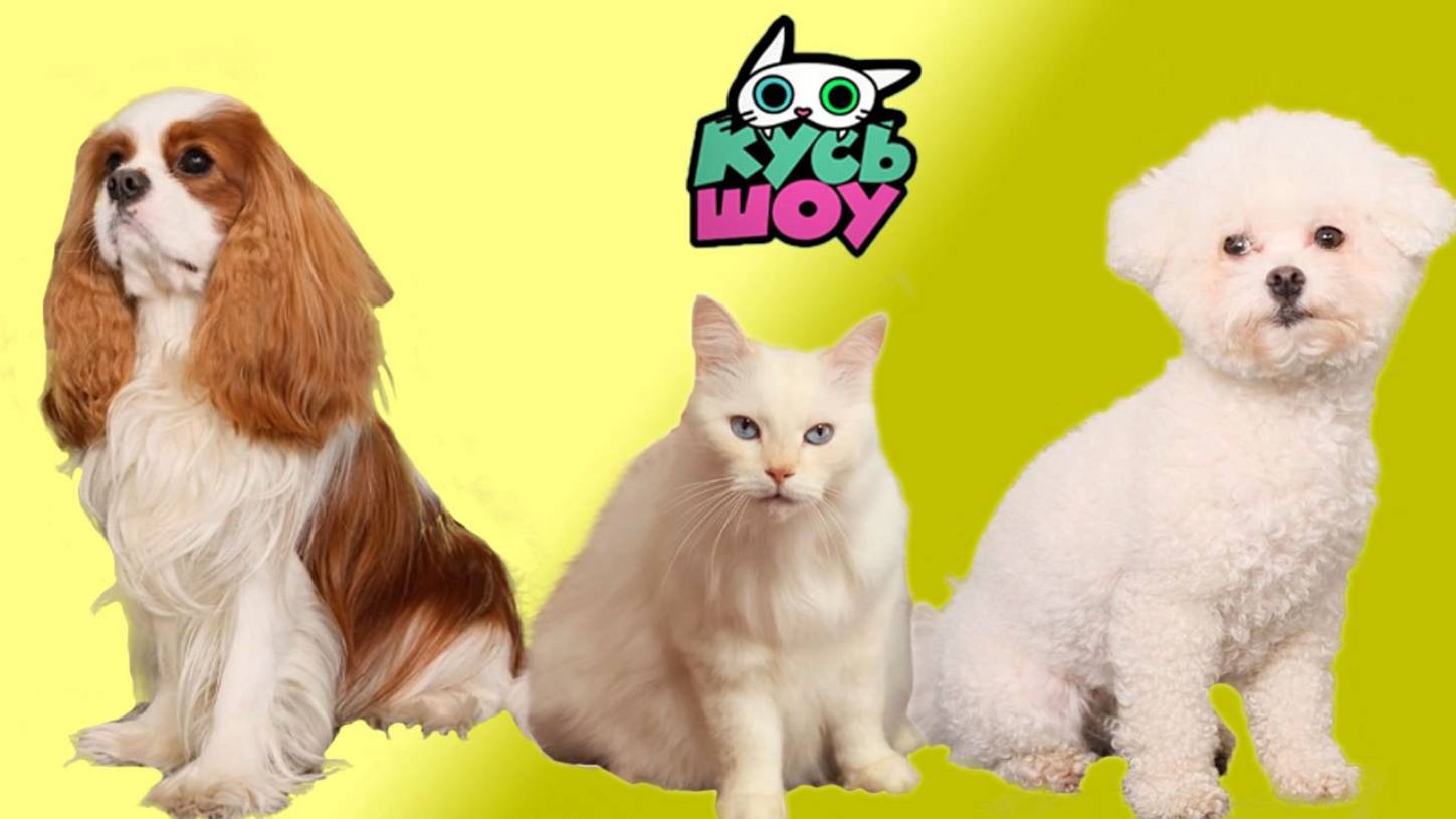Кто проворнее? — Кусь-шоу — Челленджи для собак и котиков