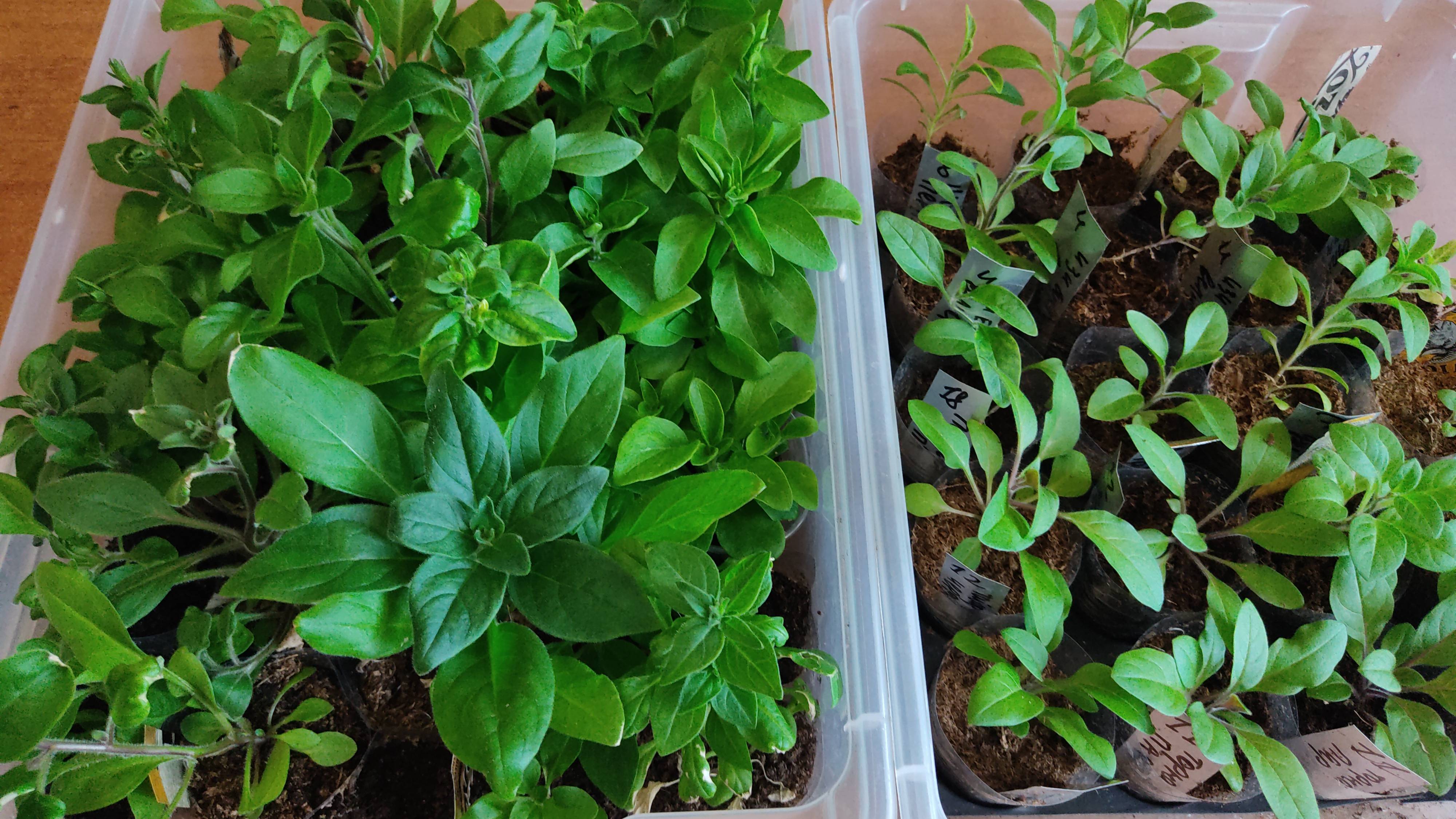 ПЕТУНИЯ. 10 НЕДЕЛЬ ОТ ПОСЕВА!