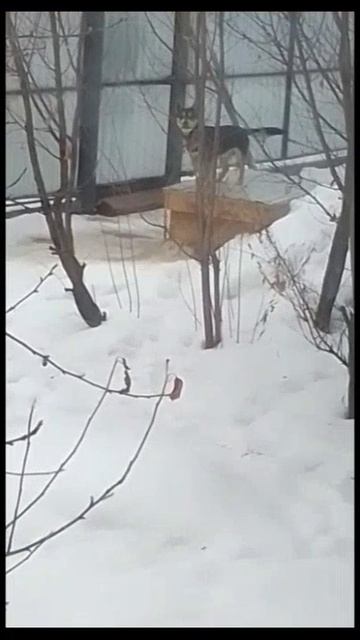 🐕🏀 Слежка ( скрытое наблюдение)  😃