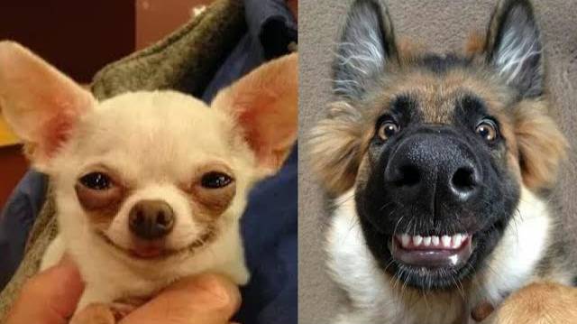 🐶 Смешные видео с собаками, снятые на камеру! 😂 Смешная подборка с собаками, постарайтесь не засме