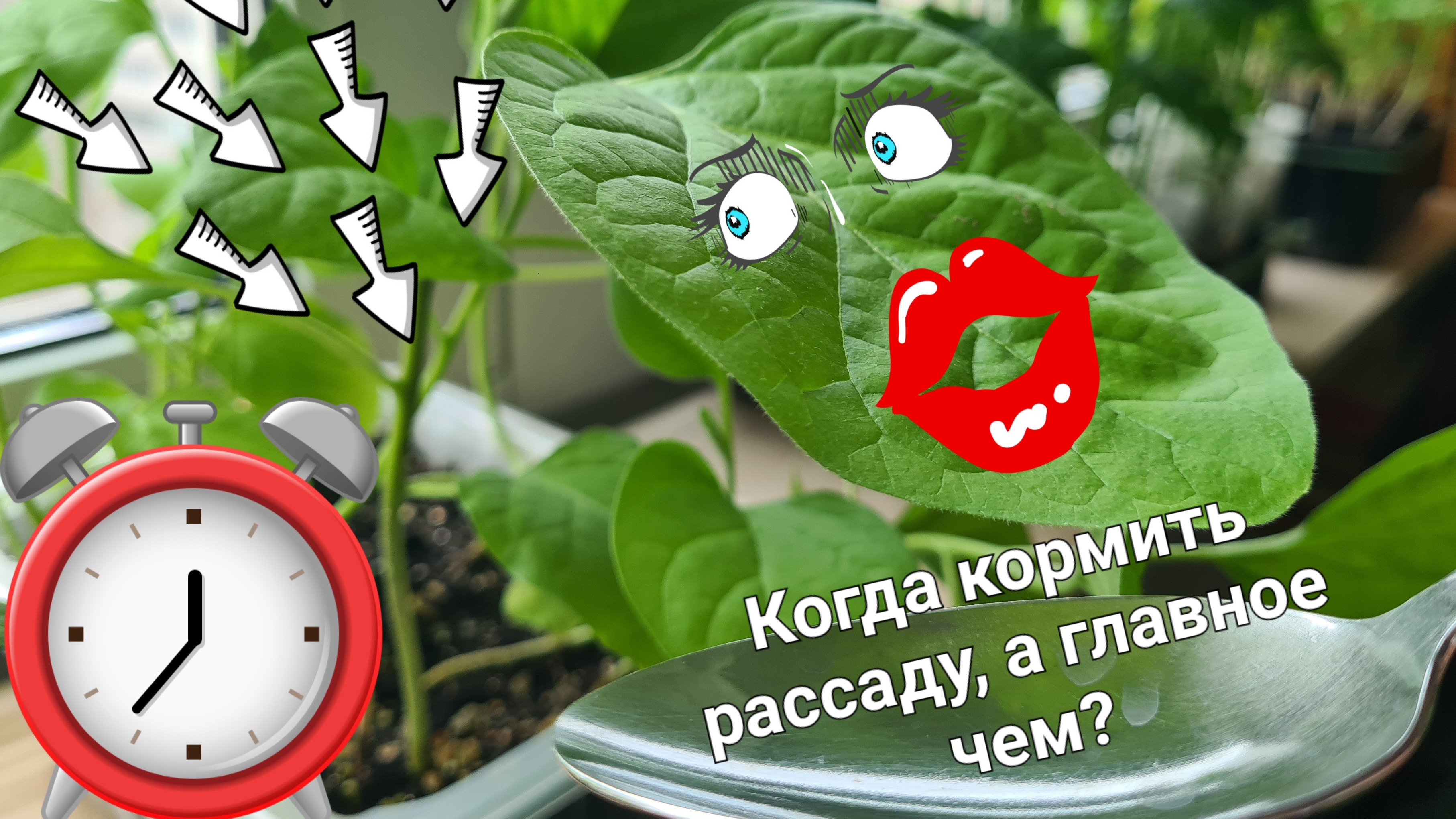 Рассада перца, баклажан и цветов, когда и чем кормить....