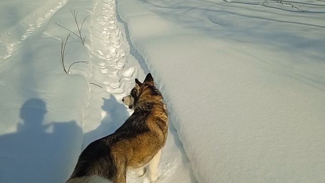 С хаски по лесу идем в последние дни зимы