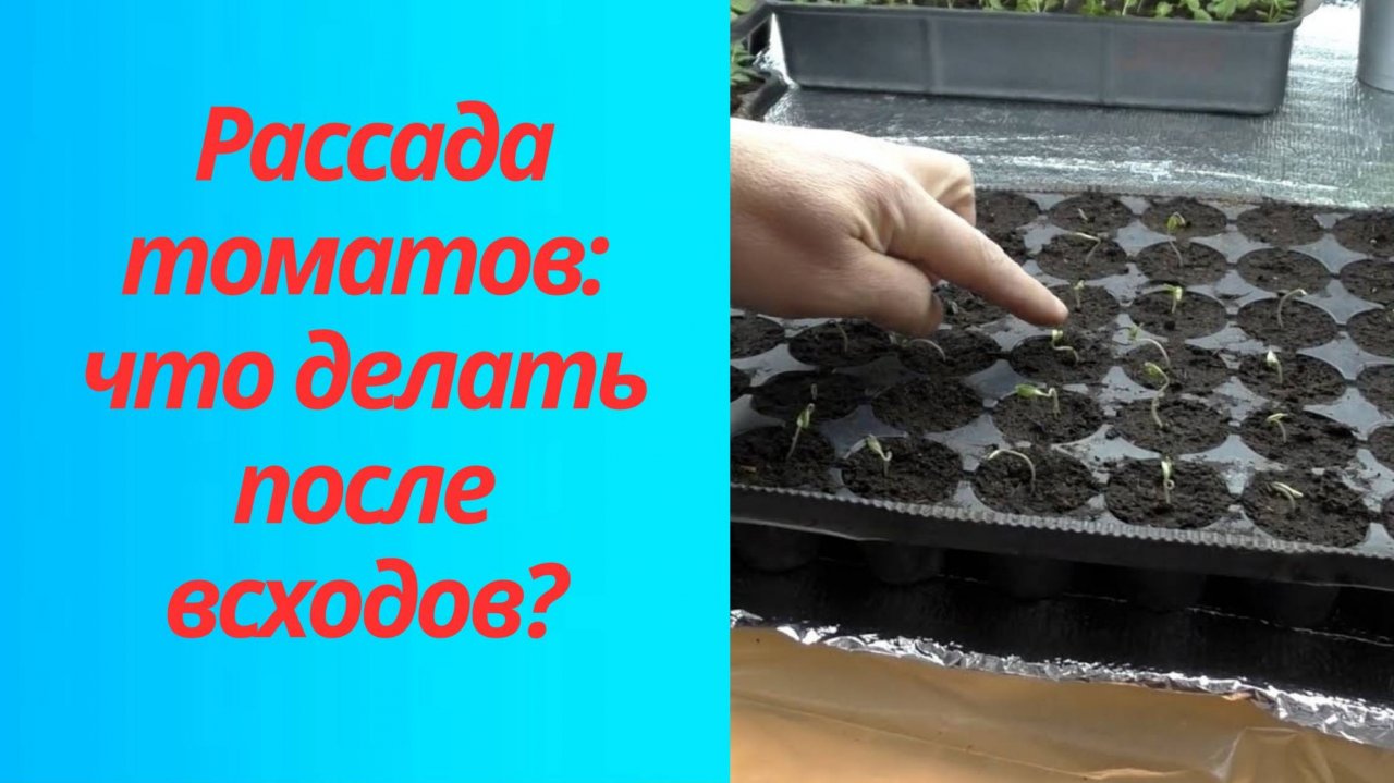🍅 Как вырастить крепкую рассаду томатов: первые шаги после всходов