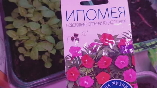 Обзор рассады всех цветов в одном видео