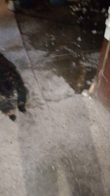 Пойдём гулять с Чарли